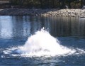  THE TORRENT SELECT SERIES DISPLAY AERATOR . 50J3021, 50J3033